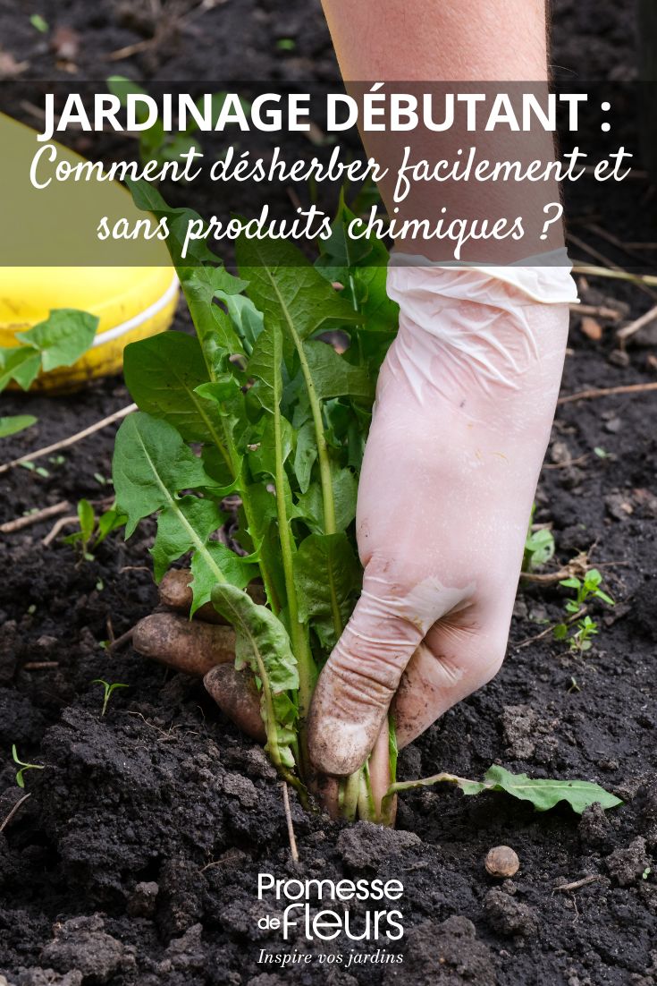 Giardinaggio per principianti: come diserbare facilmente e senza prodotti chimici 2 Eliminare le erbacce: i nostri consigli