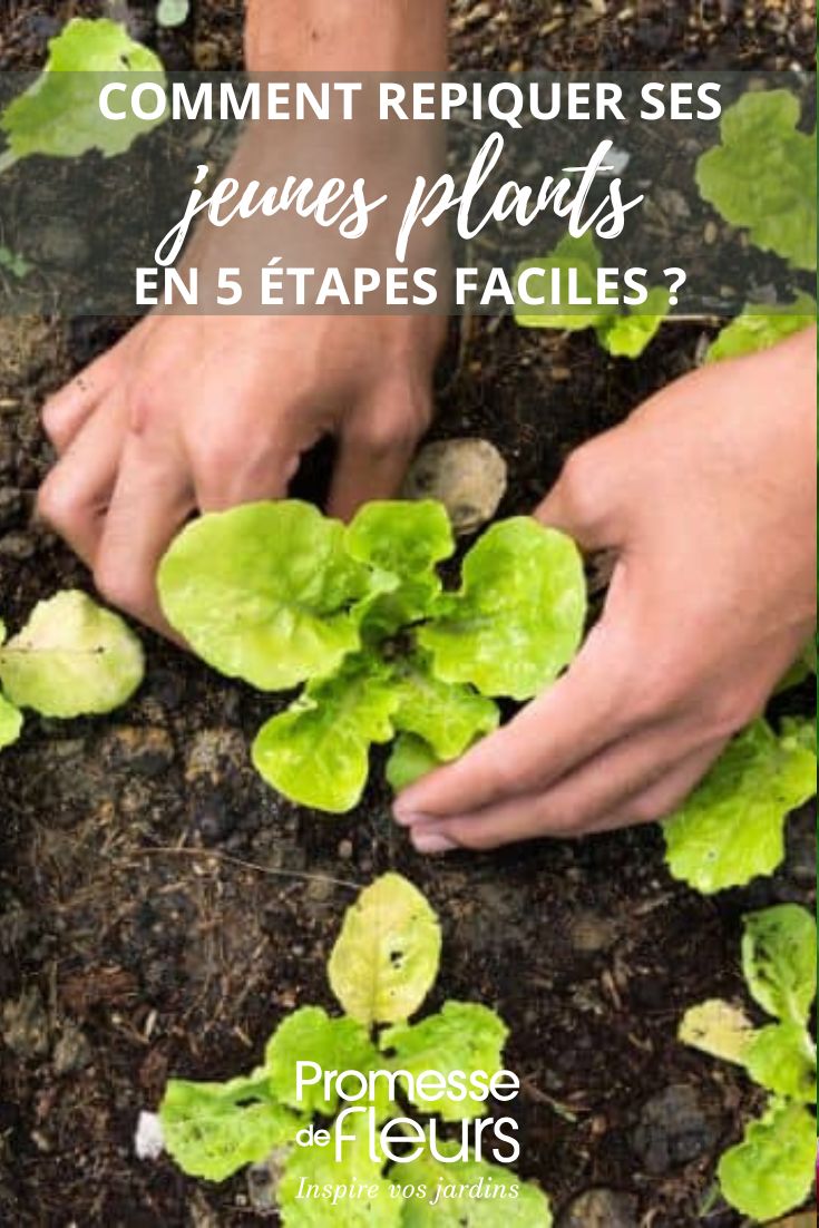 trapianto delle insalate nell'orto