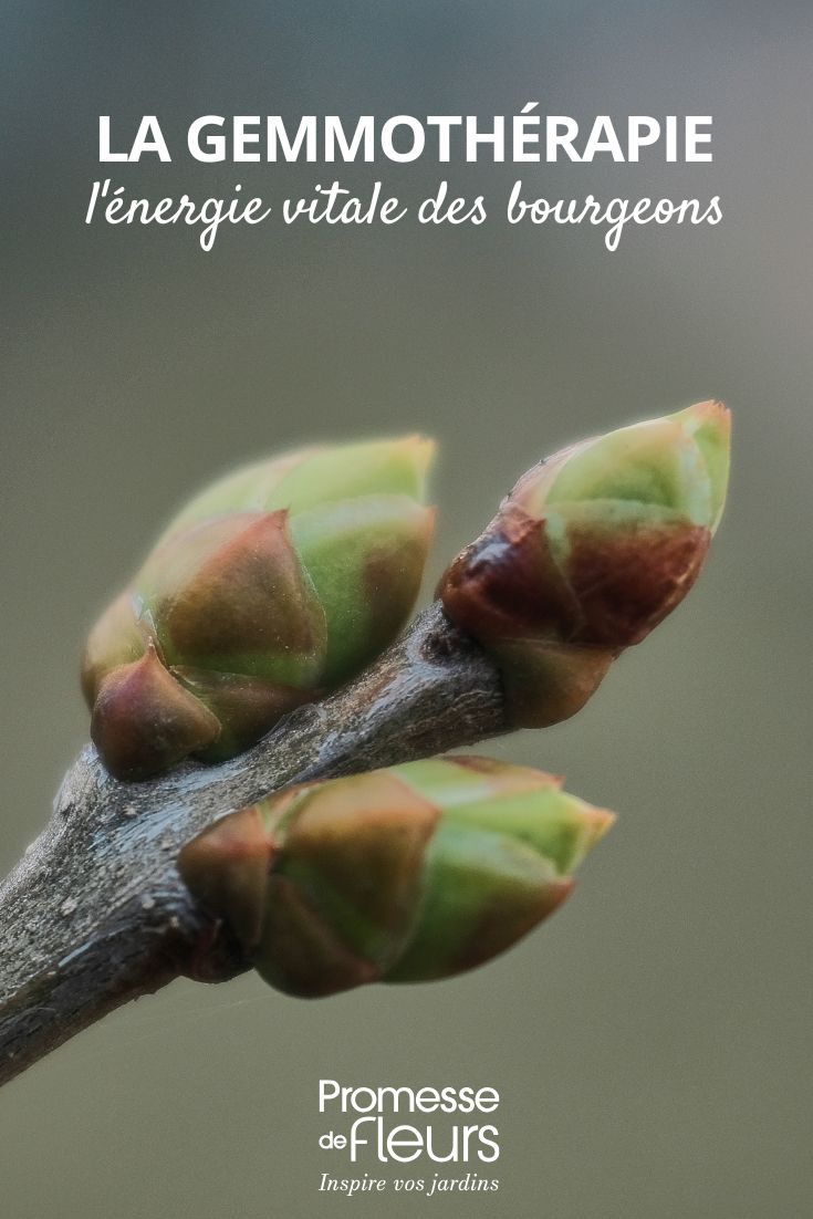 i benefici delle gemme