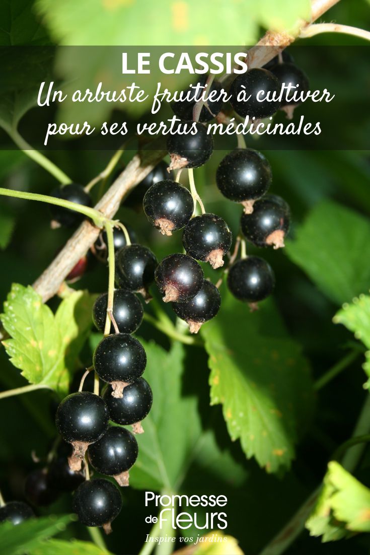 Il ribes nero, un arbusto da frutto da coltivare per le sue virtù medicinali ribes nero