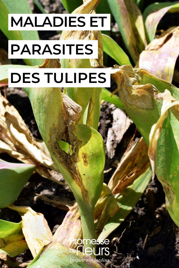 Malattie e parassiti dei tulipani tulipano malato