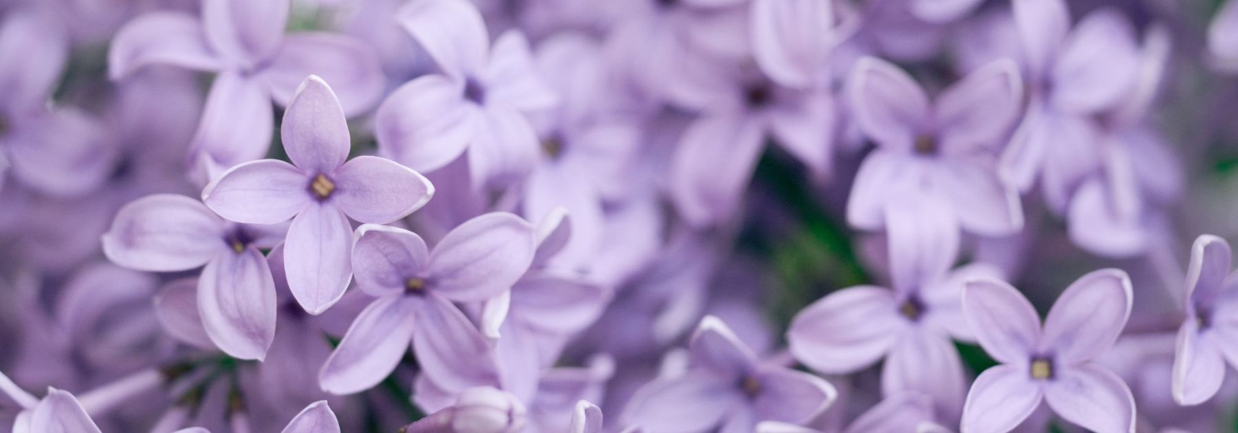 Cosa piantare in un terreno argilloso-calcareo? Consigli e piante adatte
I terreni argilloso-calcarei presentano sfide particolari per i giardinieri, ma con le giuste piante e alcune accortezze, puoi creare un giardino rigoglioso. Ecco i nostri consigli per sfruttare al meglio questo tipo di terreno.
### Caratteristiche del terreno argilloso-calcareo
- **Struttura compatta** (tende a compattarsi e a trattenere l'acqua in inverno)
- **Ricco di minerali** (fertile ma può essere alcalino)
- **Difficile da lavorare** (appiccicoso quando bagnato, duro quando asciutto)
### Piante adatte a terreni argilloso-calcarei
#### **Alberi e arbusti**
- **Acero campestre** (*Acer campestre*)
- **Buddleia** (*Buddleja davidii*)
- **Ligustro** (*Ligustrum vulgare*)
#### **Fiori perenni**
- **Echinacea** (*Echinacea purpurea*)
- **Salvia ornamentale** (*Salvia nemorosa*)
- **Achillea** (*Achillea millefolium*)
#### **Ortaggi resistenti**
- **Cavolo** (*Brassica oleracea*)
- **Spinacio** (*Spinacia oleracea*)
- **Carota** (*Daucus carota*)
### Consigli per migliorare il terreno
- **Aggiungi materia organica** (compost, letame maturo)
- **Evita di lavorare il terreno quando è bagnato** (per non compattarlo ulteriormente)
- **Pacciamatura** (aiuta a mantenere l'umidità e migliora la struttura)
Con queste piante e accorgimenti, il tuo terreno argilloso-calcareo diventerà un'opportunità anziché un limite! ????