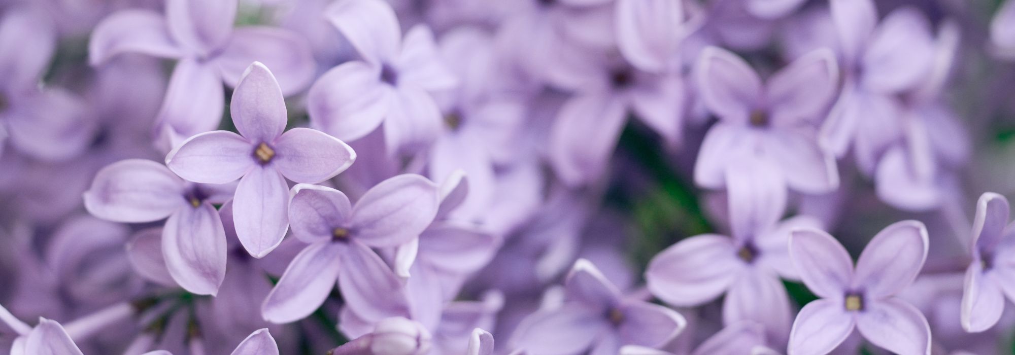 Cosa piantare in un terreno argilloso-calcareo? Consigli e piante adatte
I terreni argilloso-calcarei presentano sfide particolari per i giardinieri, ma con le giuste piante e alcune accortezze, puoi creare un giardino rigoglioso. Ecco i nostri consigli per sfruttare al meglio questo tipo di terreno.
### Caratteristiche del terreno argilloso-calcareo
- **Struttura compatta** (tende a compattarsi e a trattenere l'acqua in inverno)
- **Ricco di minerali** (fertile ma può essere alcalino)
- **Difficile da lavorare** (appiccicoso quando bagnato, duro quando asciutto)
### Piante adatte a terreni argilloso-calcarei
#### **Alberi e arbusti**
- **Acero campestre** (*Acer campestre*)
- **Buddleia** (*Buddleja davidii*)
- **Ligustro** (*Ligustrum vulgare*)
#### **Fiori perenni**
- **Echinacea** (*Echinacea purpurea*)
- **Salvia ornamentale** (*Salvia nemorosa*)
- **Achillea** (*Achillea millefolium*)
#### **Ortaggi resistenti**
- **Cavolo** (*Brassica oleracea*)
- **Spinacio** (*Spinacia oleracea*)
- **Carota** (*Daucus carota*)
### Consigli per migliorare il terreno
- **Aggiungi materia organica** (compost, letame maturo)
- **Evita di lavorare il terreno quando è bagnato** (per non compattarlo ulteriormente)
- **Pacciamatura** (aiuta a mantenere l'umidità e migliora la struttura)
Con queste piante e accorgimenti, il tuo terreno argilloso-calcareo diventerà un'opportunità anziché un limite! ????
