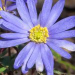 Malattie e parassiti degli Anemoni