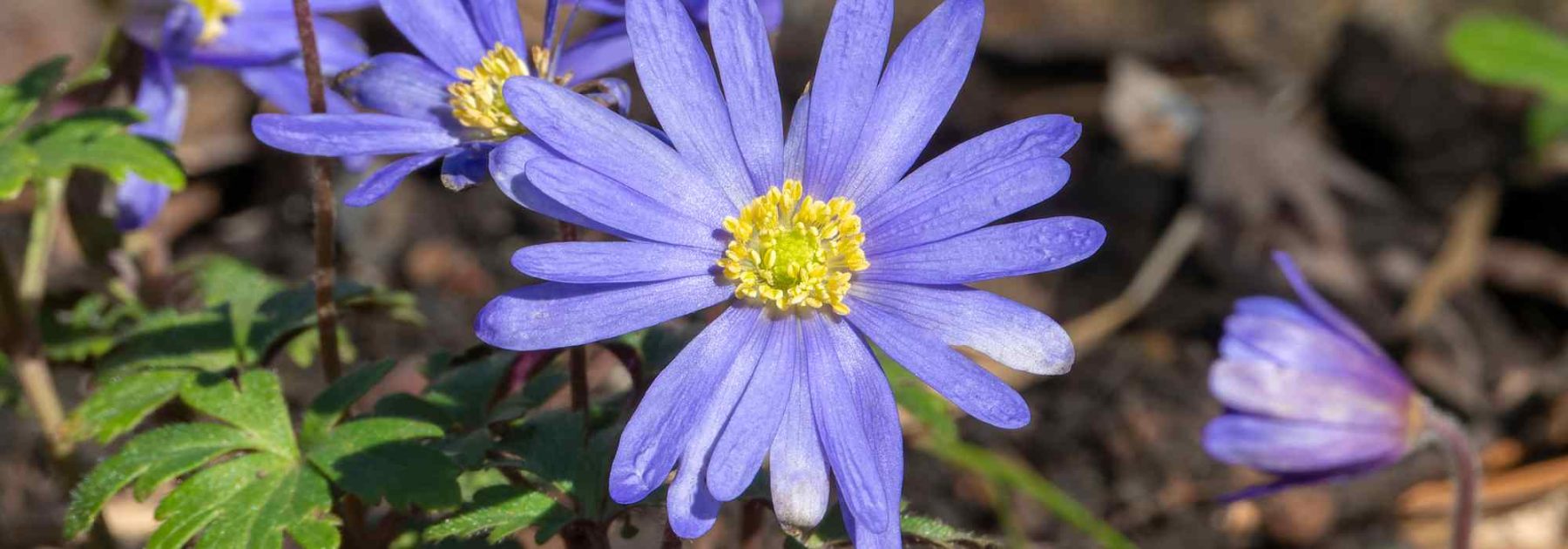 Malattie e parassiti degli Anemoni