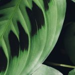 Maranta - Pianta della preghiera: coltivazione e cura