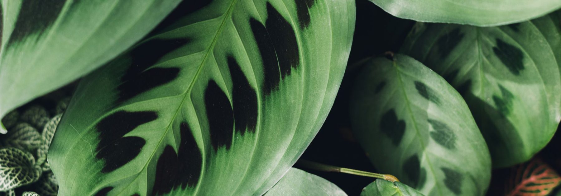 Maranta - Pianta della preghiera: coltivazione e cura