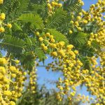 Perché il mio mimosa non fiorisce? 6 cause frequenti e le loro soluzioni