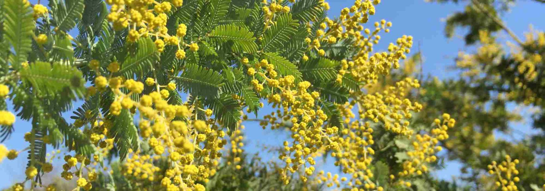 Perché il mio mimosa non fiorisce? 6 cause frequenti e le loro soluzioni