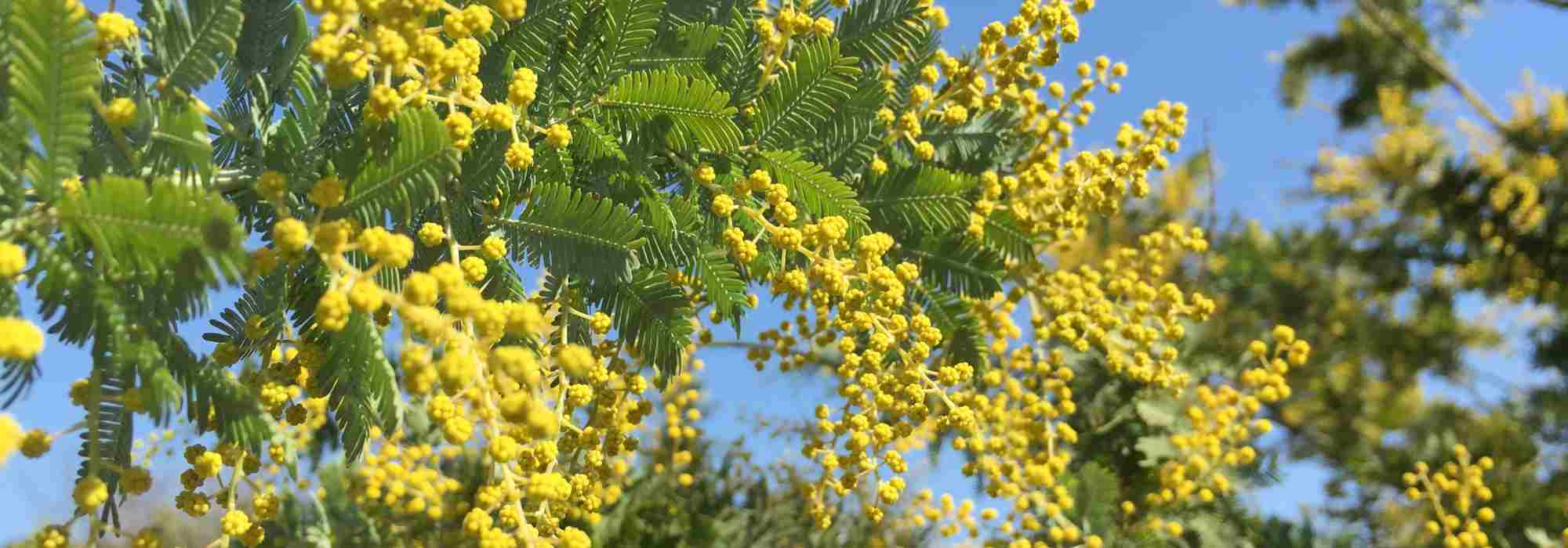 Perché il mio mimosa non fiorisce? 6 cause frequenti e le loro soluzioni