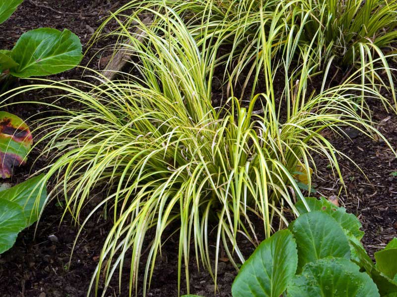 Come moltiplicare l'Acorus dividendo i suoi rizomi?