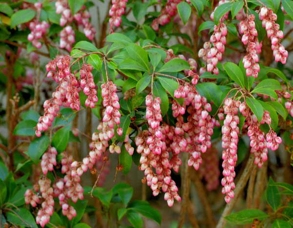 Come moltiplicare il Pieris?