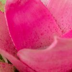 Neoregelia: coltivazione e cura