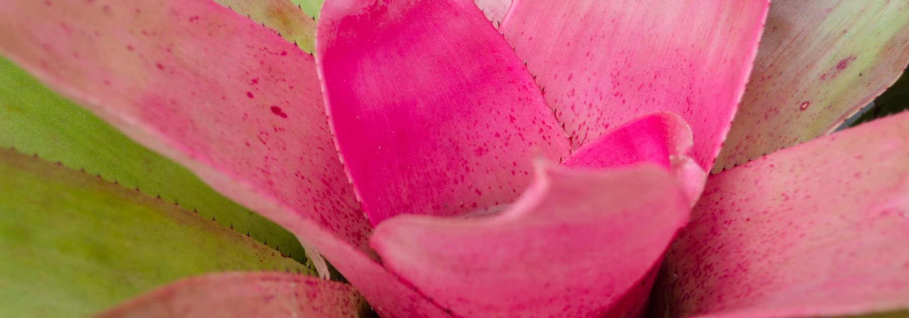 Neoregelia: coltivazione e cura