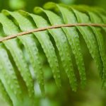 Felce di Boston (Nephrolepis): Coltivazione e cura