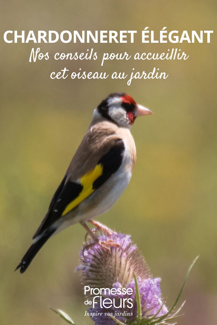 Uccelli da giardino: come riconoscere e attirare il cardellino Carduelis carduelis (non tradurre i nomi scientifici)