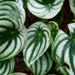 Peperomia: coltivazione, cura, scelta delle varietà