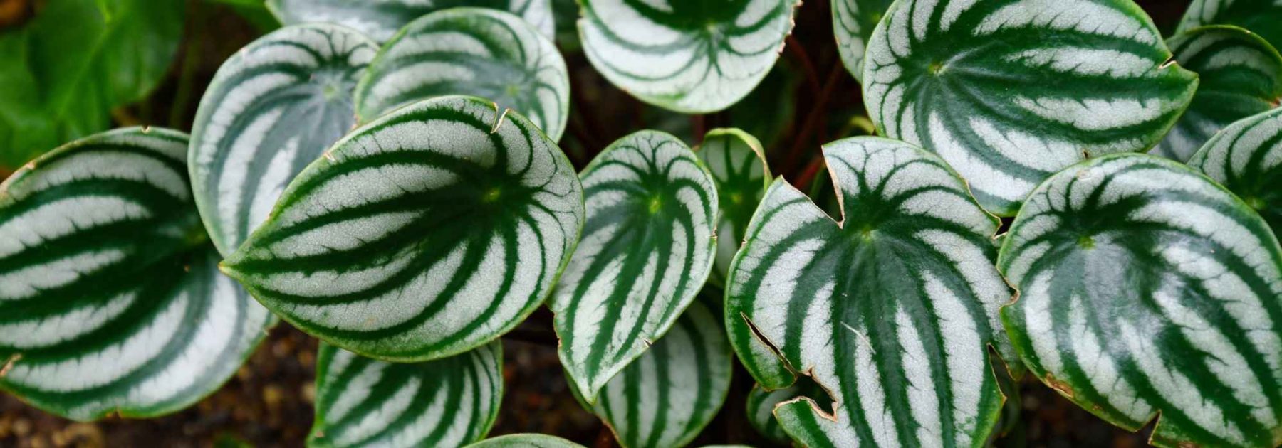 Peperomia: coltivazione, cura, scelta delle varietà