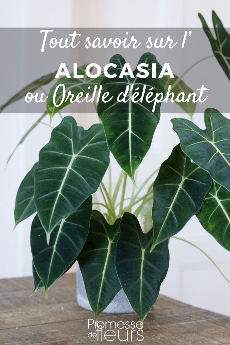 Alocasia: coltivazione e cura Orecchio di elefante