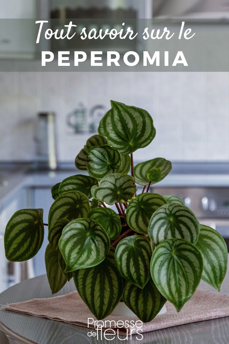 Pinterest - Schede piante Tutto sul peperomia Peperomia Watermelon