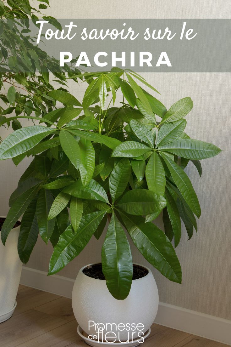Pinterest - Schede piante Tutto quello che c'è da sapere sul pachira Pachira: piantagione, coltivazione, cura