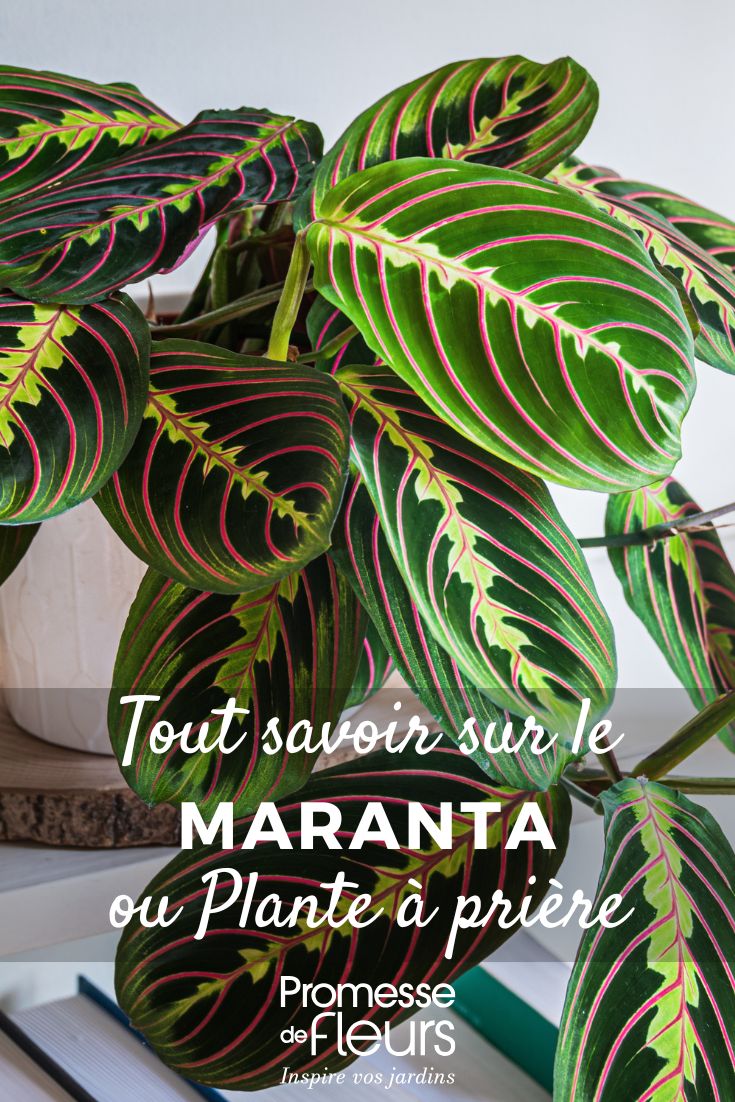 Maranta - Pianta della preghiera: coltivazione e cura