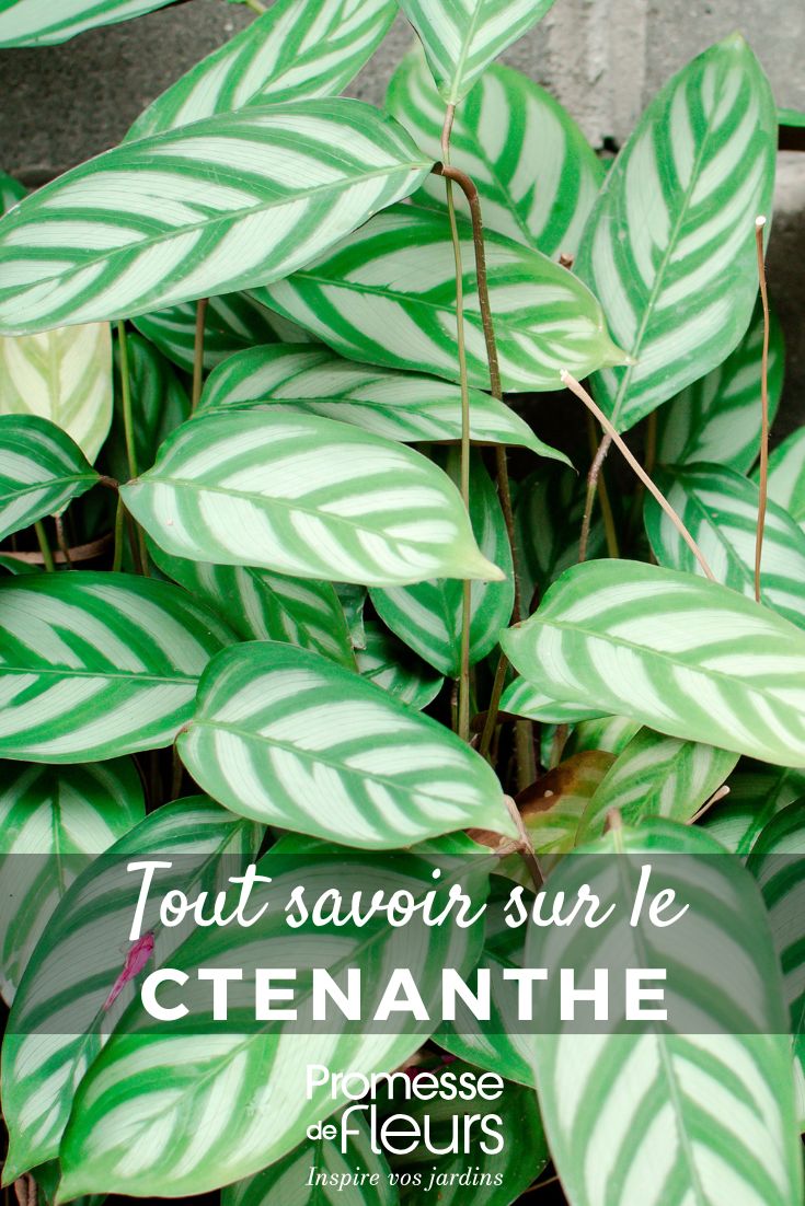 Ctenanthe: piantare, coltivare, curare Ctenanthe Setosa Esotica