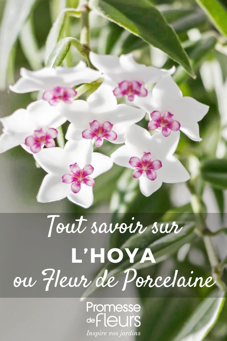 Hoya, Fiore di Porcellana: Coltivazione e Cura