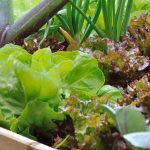 Orto per principiantI: 7 ortaggi super facili da coltivare