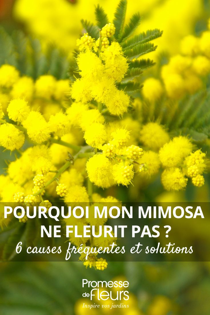 Perché il mio mimosa non fiorisce? 6 cause frequenti e le loro soluzioni (1) fiori gialli di mimosa