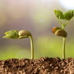 Giardiniere principiante: 7 errori frequenti da evitare