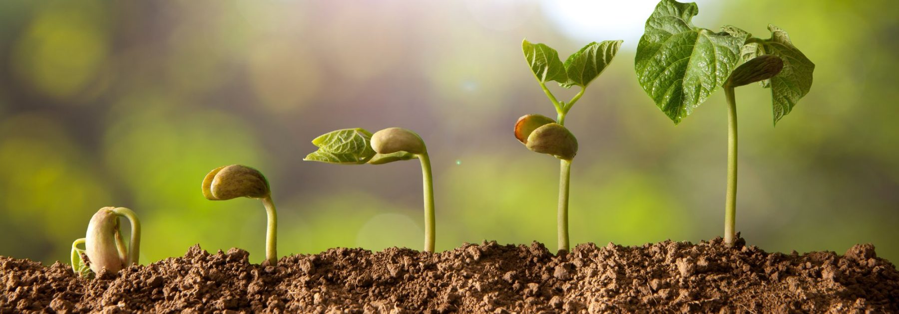 Giardiniere principiante: 7 errori frequenti da evitare