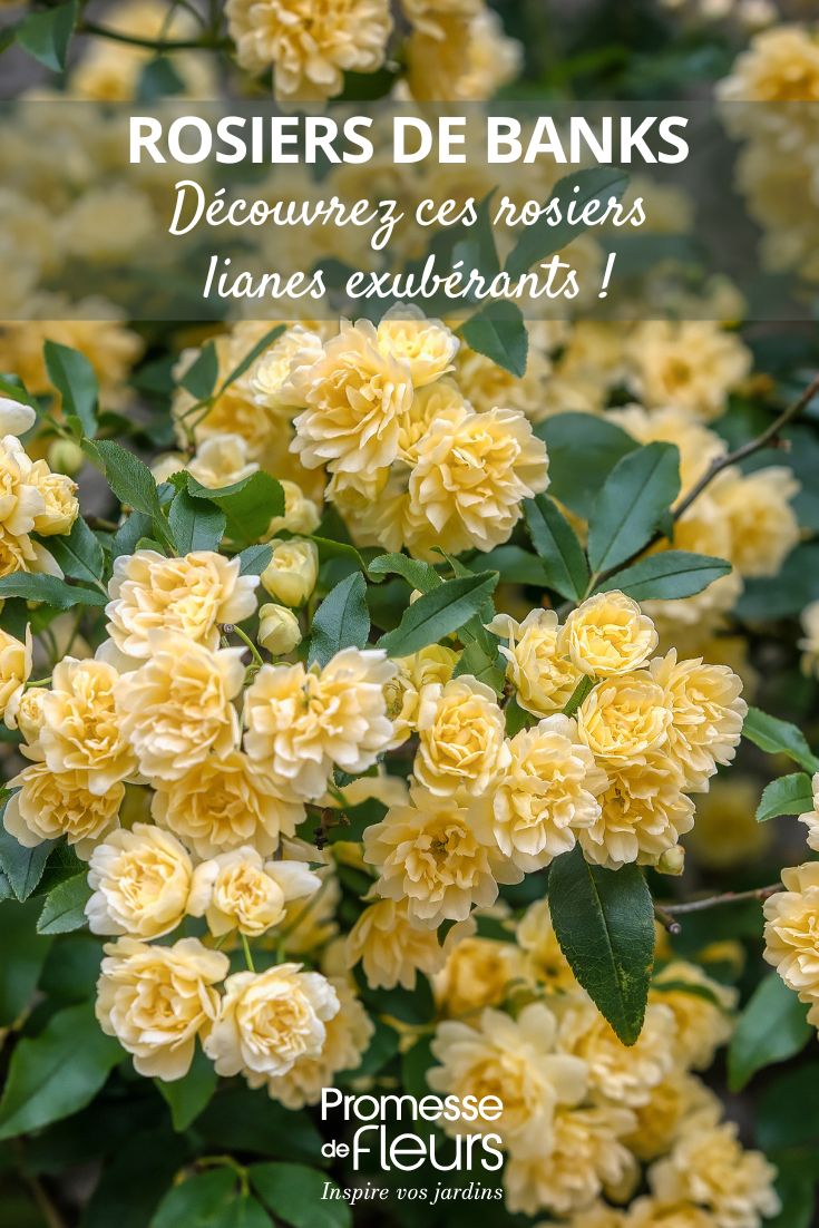 Rosa Banks: scopri queste esuberanti rose rampicanti! Rosa di Banks Lutea - Rosa banksiae