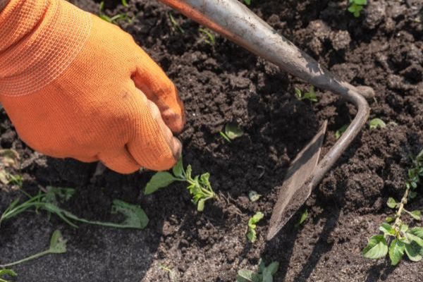 Giardinaggio per principianti: la sarchiatura, cos'è? Come si fa?