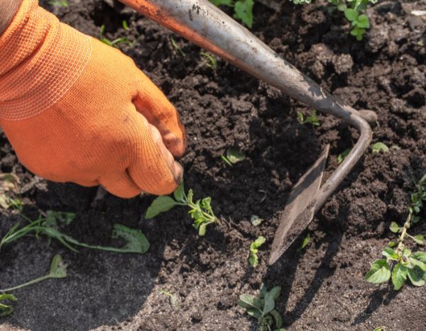 Giardinaggio per principianti: la sarchiatura, cos'è? Come si fa?