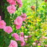 Regencycore in giardino: adotta lo stile dei Bridgerton!