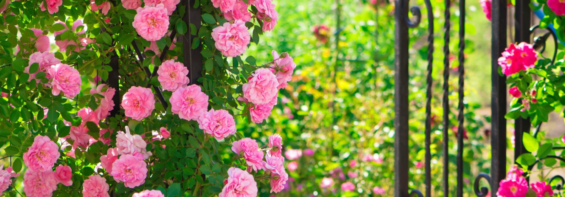 Regencycore in giardino: adotta lo stile dei Bridgerton!