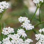 Achillea millefolium: una pianta da coltivare per le sue virtù medicinali