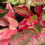 Aglaonema: malattie, parassiti e problemi comuni