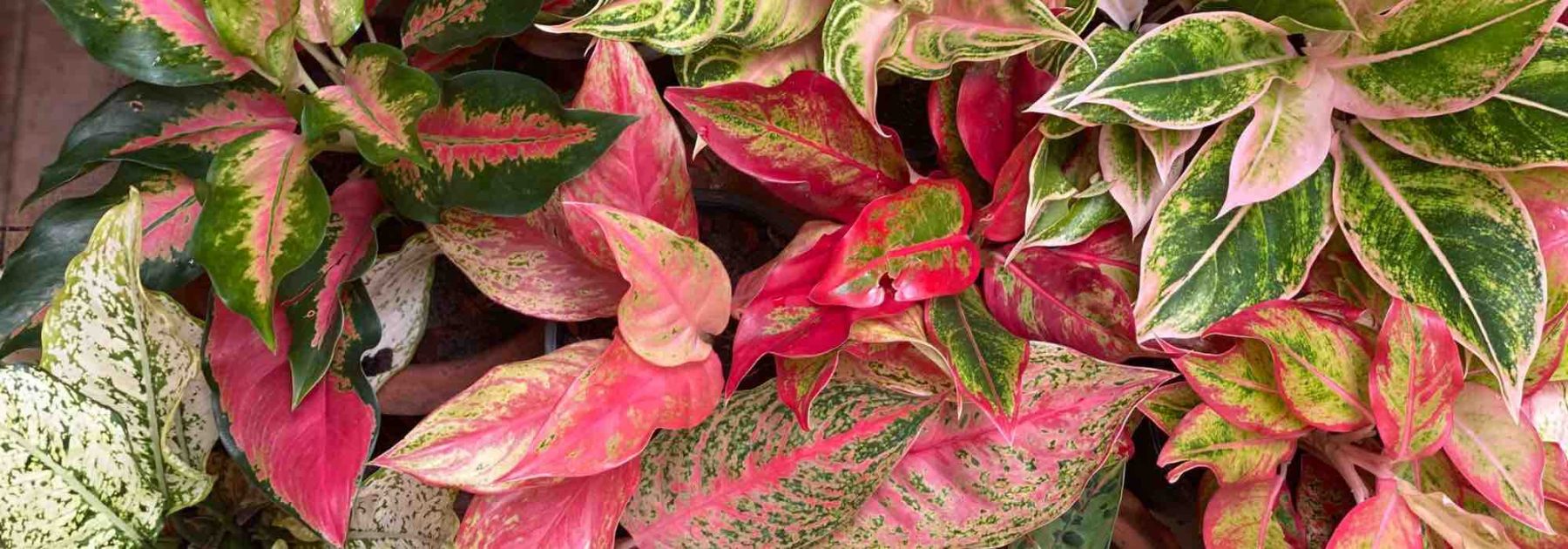 Aglaonema: malattie, parassiti e problemi comuni