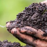 Come arricchire il terreno naturalmente grazie agli ammendanti organici?