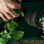 Le piante aromatiche perenni: profumi e sapori per lungo tempo