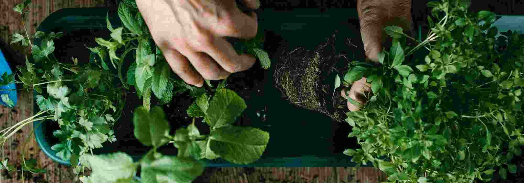 Le piante aromatiche perenni: profumi e sapori per lungo tempo