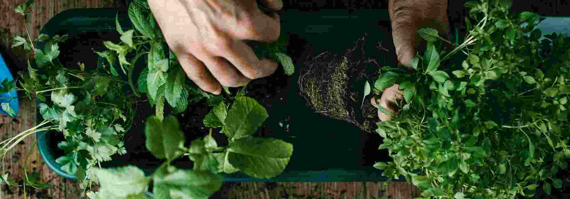 Le piante aromatiche perenni: profumi e sapori per lungo tempo