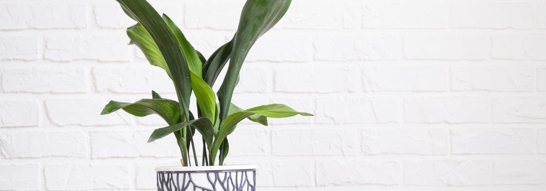 Aspidistra in casa: la cura durante le stagioni