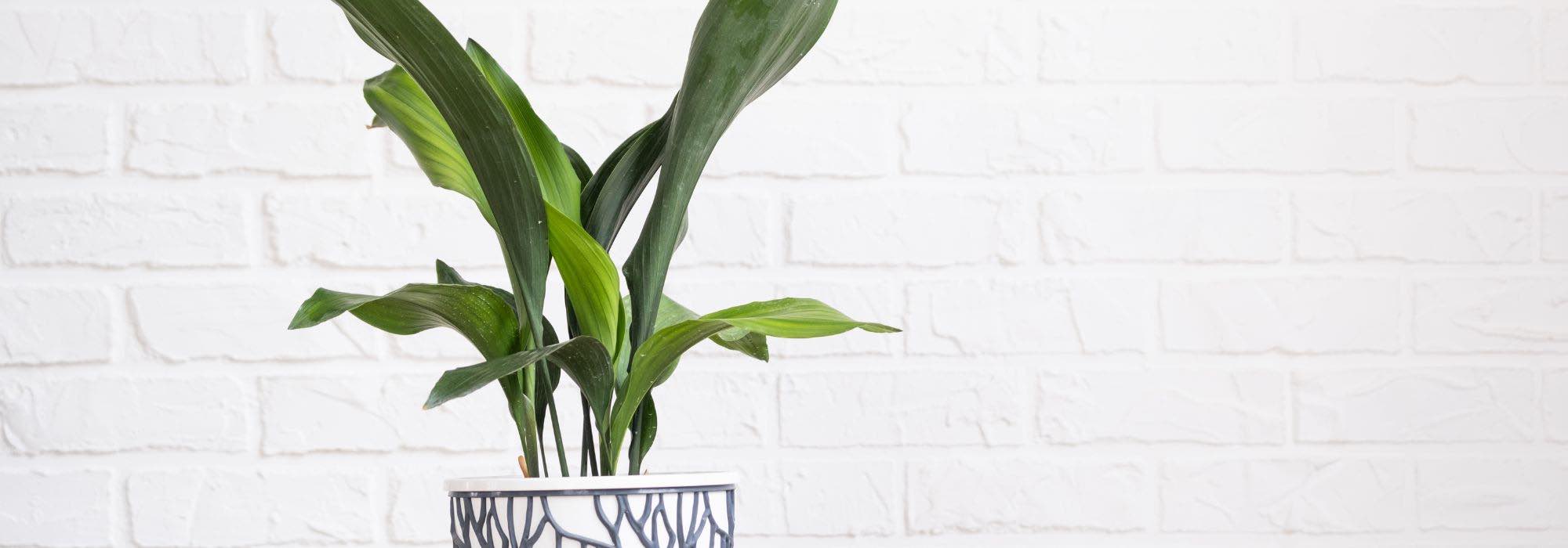 Aspidistra in casa: la cura durante le stagioni