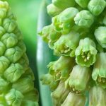 7 bulbi da fiore verdi per una primavera insolita ed elegante