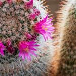 Far fiorire i cactus: le nostre soluzioni e trucchi infallibili