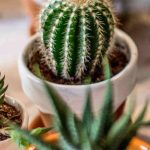 Coltivazione dei cactus in casa: luce, substrato, irrigazione... tutto quello che devi sapere!