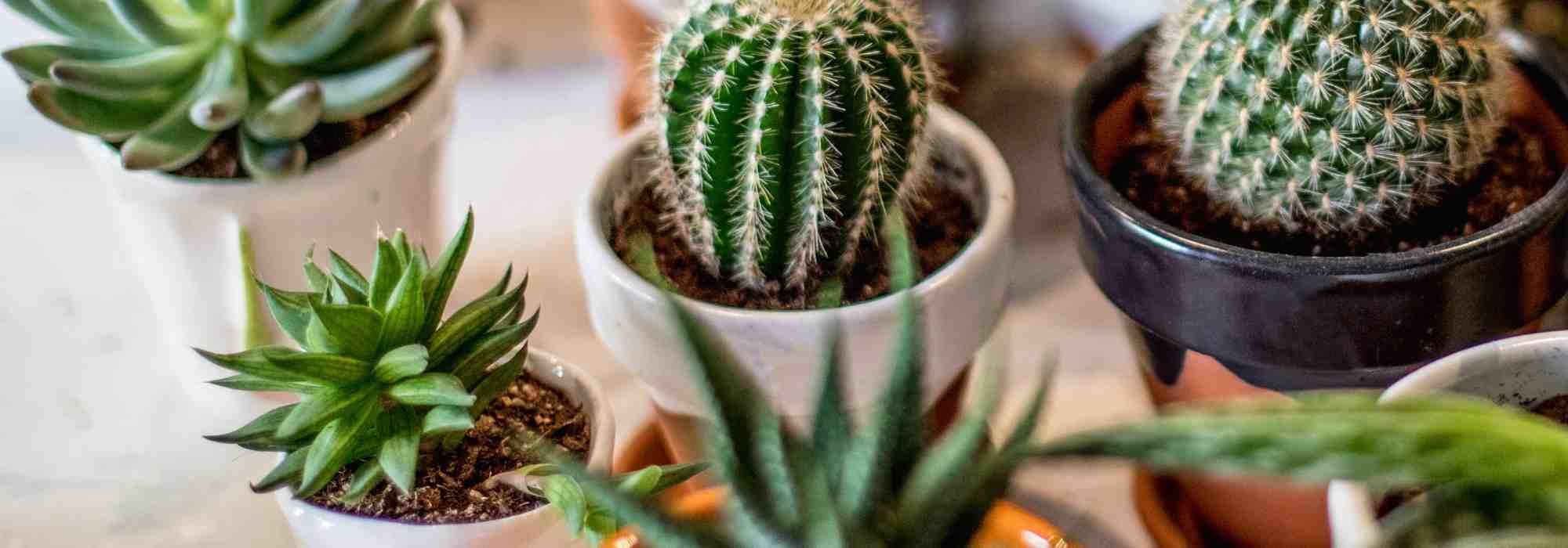 Coltivazione dei cactus in casa: luce, substrato, irrigazione... tutto quello che devi sapere!